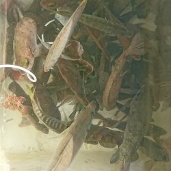 遊漁船　家入 釣果