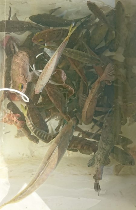 遊漁船　家入 釣果