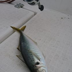 遊漁船　家入 釣果