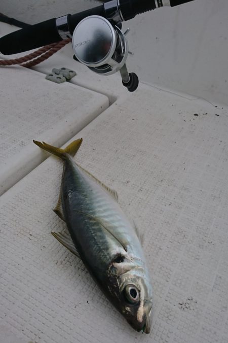 遊漁船　家入 釣果