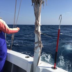 渡船屋たにぐち 釣果