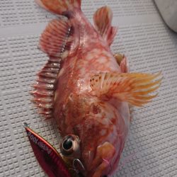 遊漁船　家入 釣果