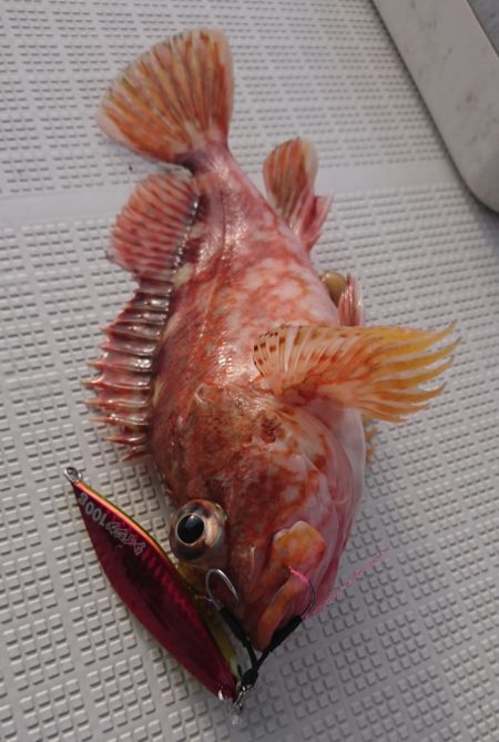 遊漁船　家入 釣果