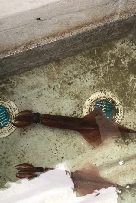 あみや渡船 JIGBOY 釣果