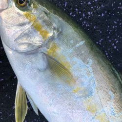 あみや渡船 JIGBOY 釣果