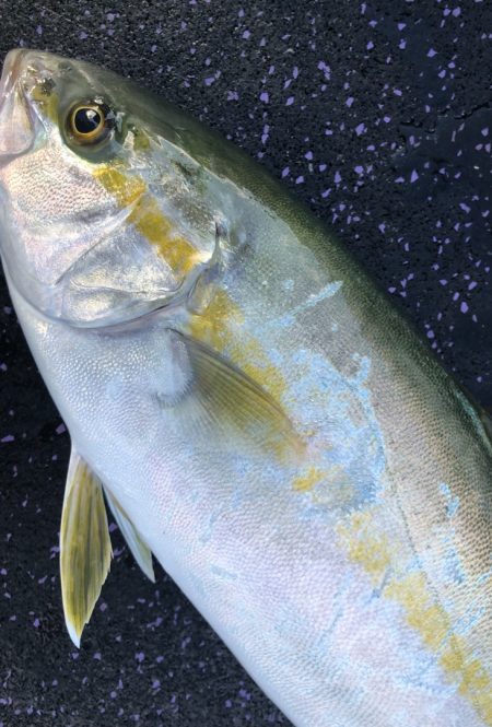 あみや渡船 JIGBOY 釣果