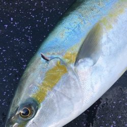 あみや渡船 JIGBOY 釣果