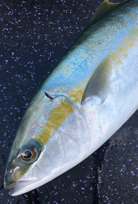 あみや渡船 JIGBOY 釣果