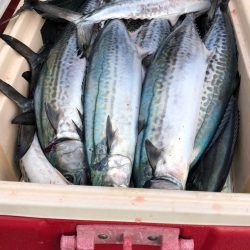 あみや渡船 JIGBOY 釣果