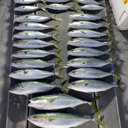 SeaRide(シーライド) 釣果