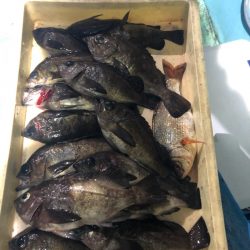 ヤザワ渡船 釣果