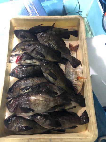 ヤザワ渡船 釣果