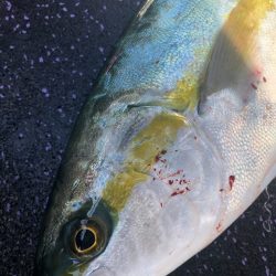 あみや渡船 JIGBOY 釣果