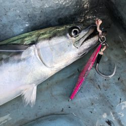 あみや渡船 JIGBOY 釣果