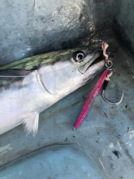 あみや渡船 JIGBOY 釣果