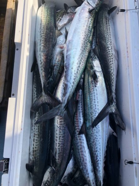 あみや渡船 JIGBOY 釣果