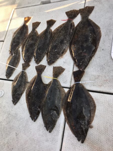 遊漁船メテオ 釣果