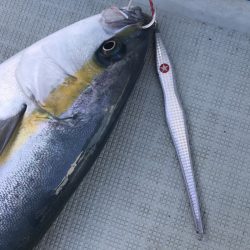 アマテラス 釣果