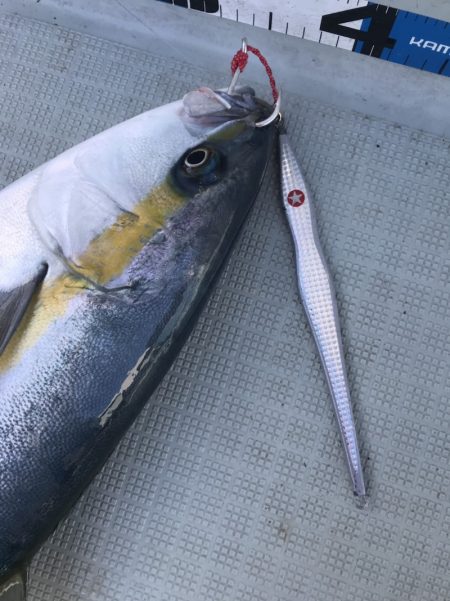 アマテラス 釣果