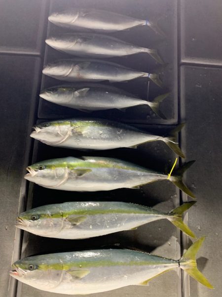 SeaRide(シーライド) 釣果