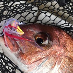 龍神丸(鹿児島) 釣果