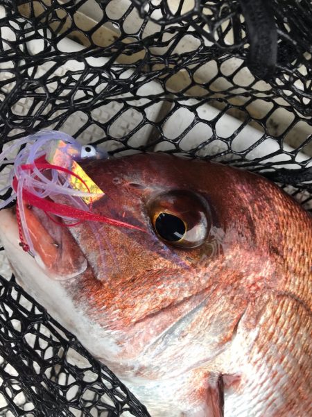 龍神丸(鹿児島) 釣果