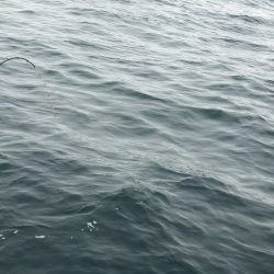 あみや渡船 JIGBOY 釣果