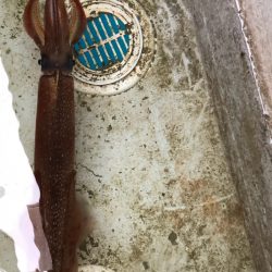 あみや渡船 JIGBOY 釣果