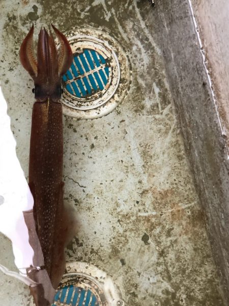 あみや渡船 JIGBOY 釣果