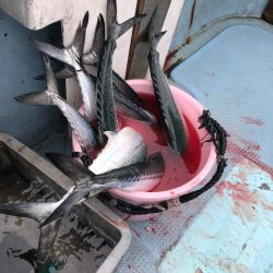 あみや渡船 JIGBOY 釣果