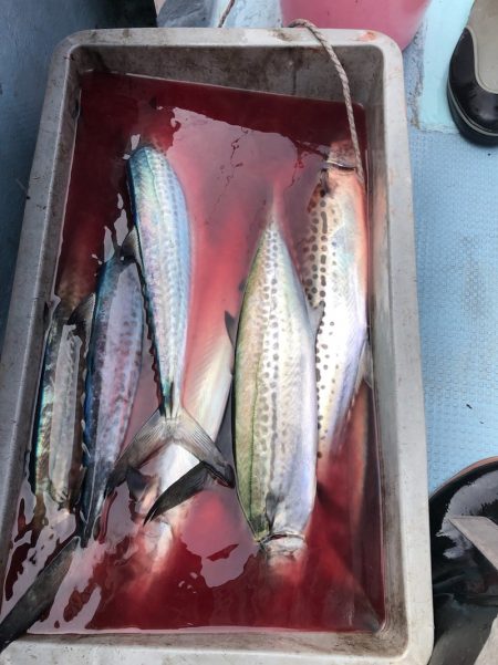 あみや渡船 JIGBOY 釣果