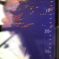 あみや渡船 JIGBOY 釣果