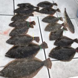 遊漁船メテオ 釣果