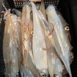 第二八坂丸 釣果