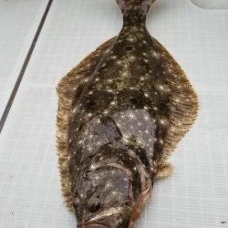 アマテラス 釣果