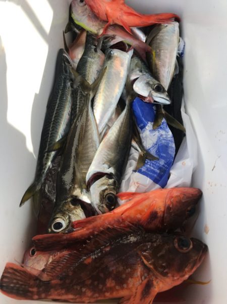 龍神丸(鹿児島) 釣果