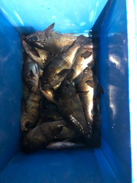 ヤザワ渡船 釣果