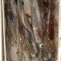 第二八坂丸 釣果