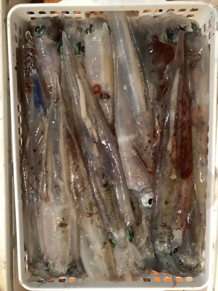 第二八坂丸 釣果