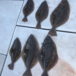 遊漁船メテオ 釣果