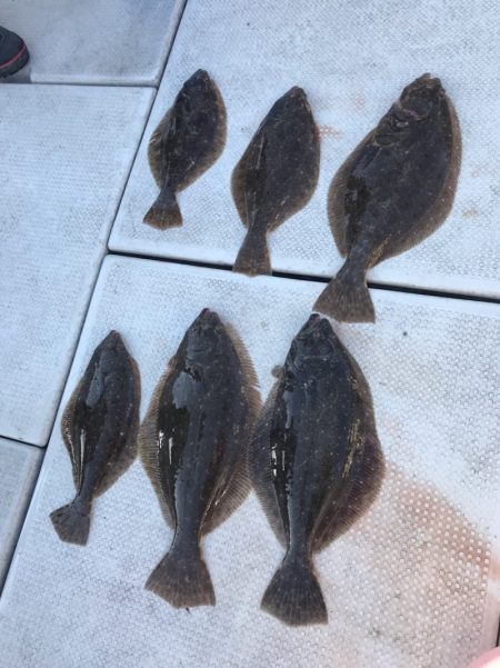 遊漁船メテオ 釣果