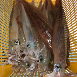 第二八坂丸 釣果