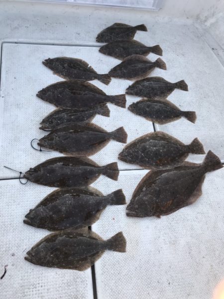 遊漁船メテオ 釣果