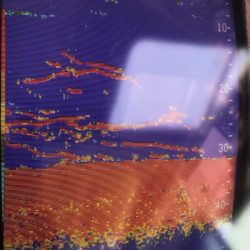 あみや渡船 JIGBOY 釣果