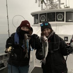 シーランチ 釣果