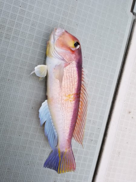 アマテラス 釣果