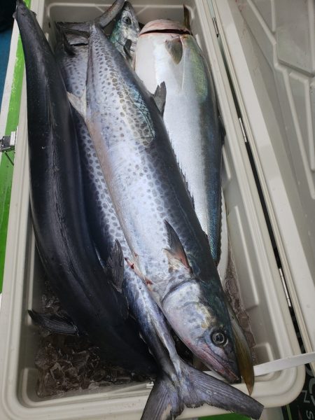 丸万釣船 釣果
