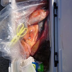 エンペラー 釣果