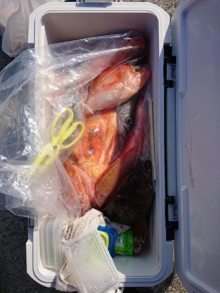 エンペラー 釣果