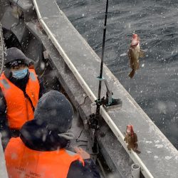 シーランチ 釣果